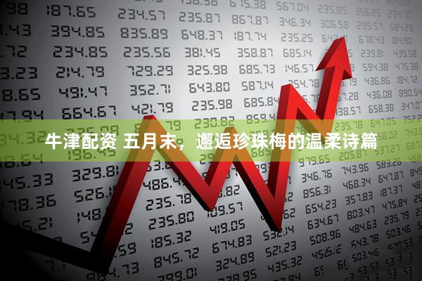 牛津配资 五月末，邂逅珍珠梅的温柔诗篇